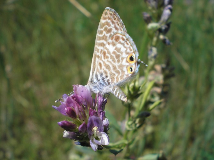 Lyc. da identificare ... forse l''ultima - Leptotes pirithous